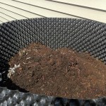 Red Worms in Compost-Air
